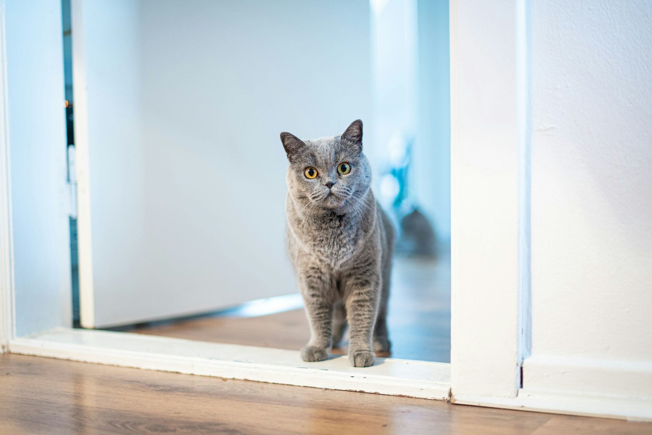 How To Make Interior Doors Pet-Friendly